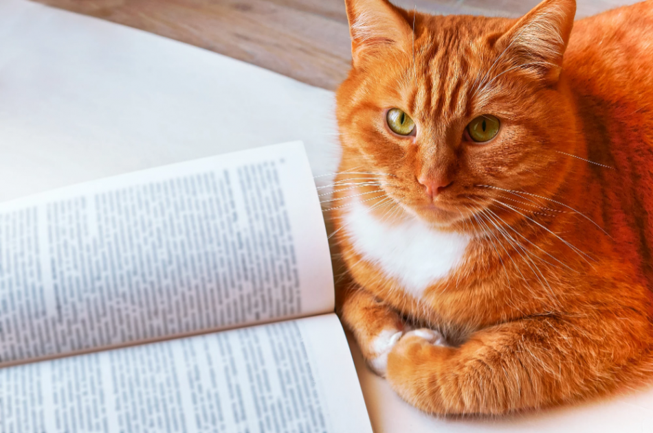 Гофман «Житейские воззрения кота Мурра» читать онлайн