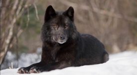 Фарли Моуэт «Не кричи: “Волки!”» читать онлайн