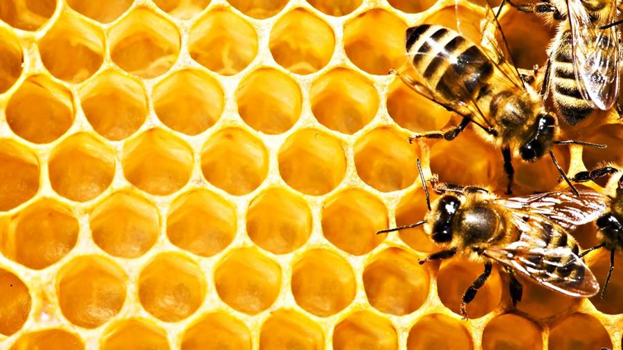 Майя Лунде «История пчел» читать онлайн