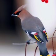 Киоко Мори «Одинокая птица» читать онлайн