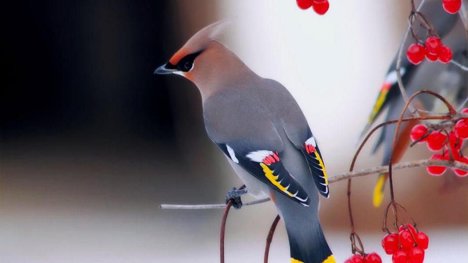 Киоко Мори «Одинокая птица» читать онлайн