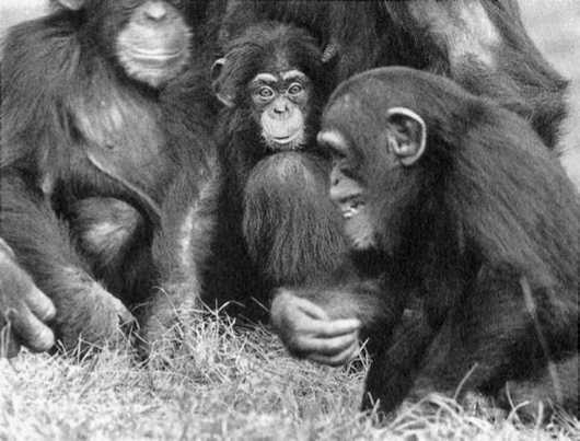У шимпанзе в соматических клетках 48. Франс де Вааль политика у шимпанзе. Де Вааль политика у шимпанзе. Политика у шимпанзе купить.